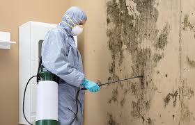 Best Attic Mold Removal  in Darien, IL